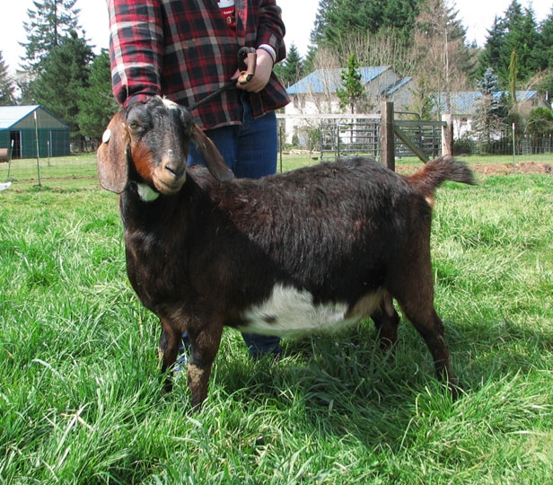 Mini Nubian Goats for Sale