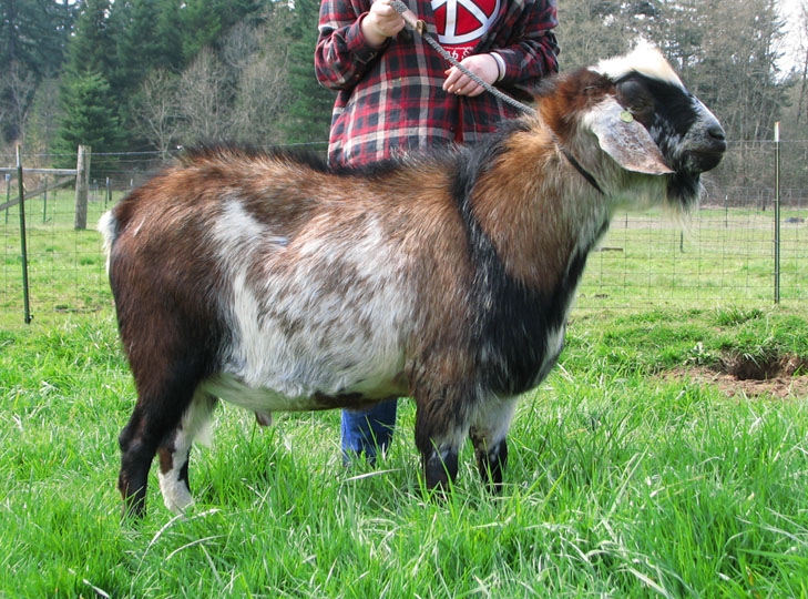Mini Nubian Goats for Sale